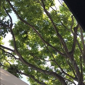 Meet your Posher, Georgie